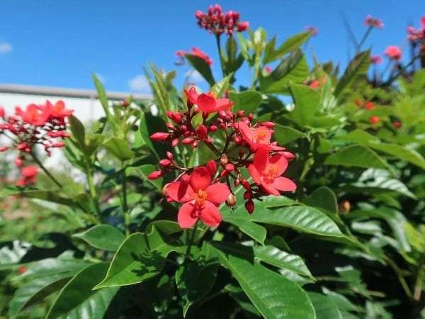 Jatropha RED